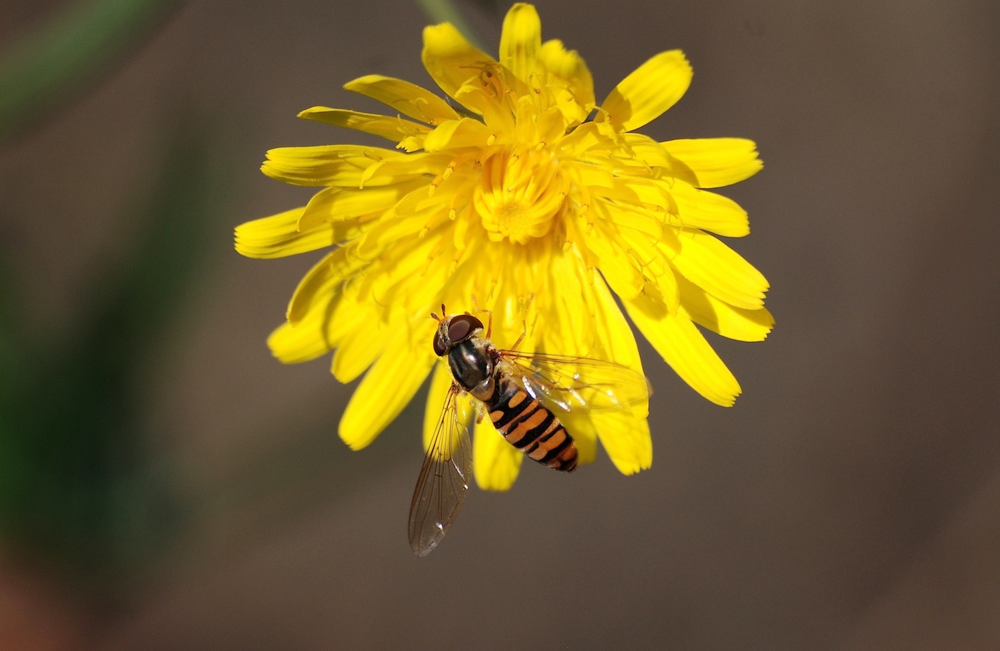 Episyrphus balteatus